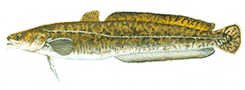 Burbot
